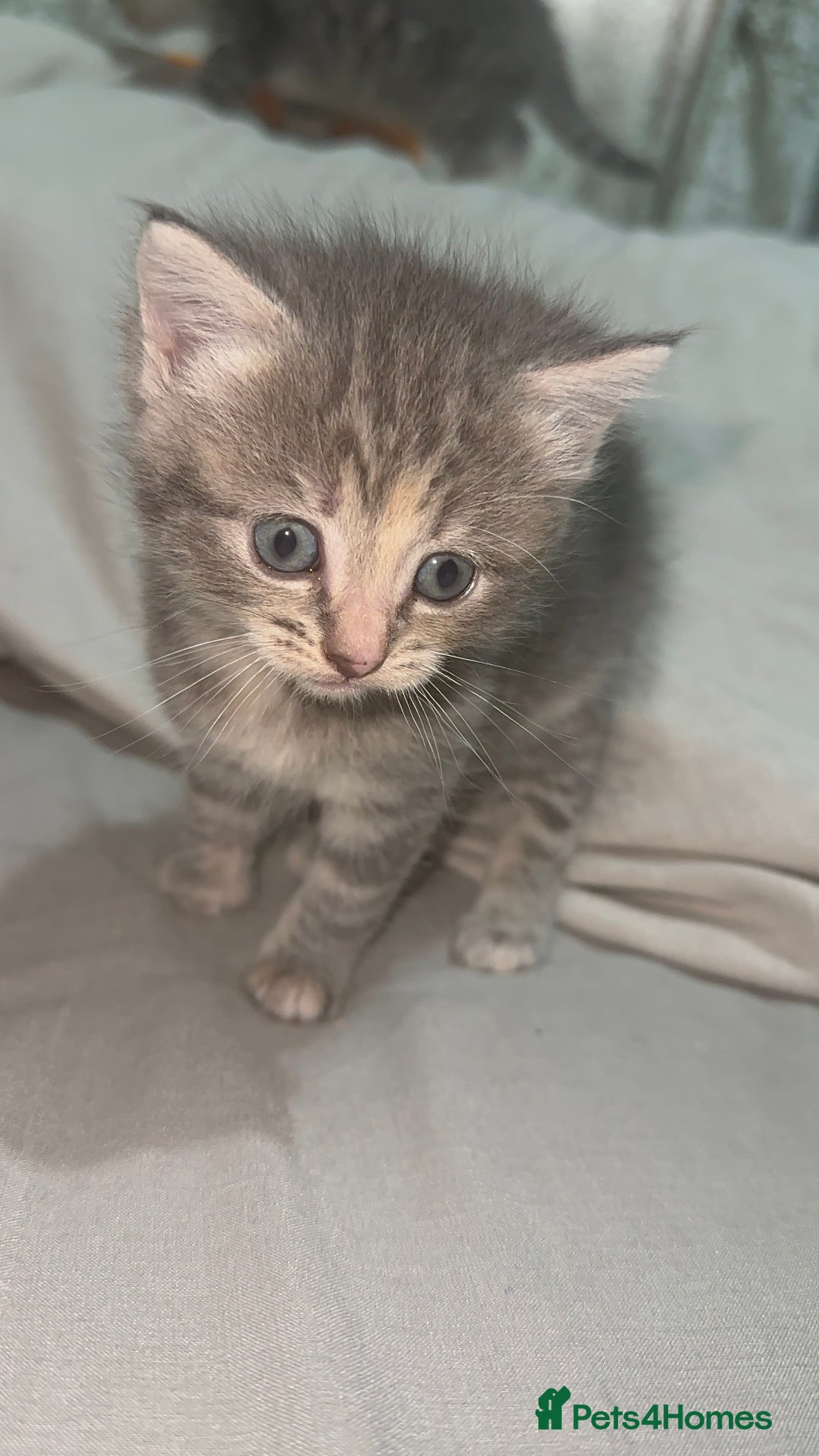 Mixed Breed cats for sale: 3 Beautiful Kittens Needing A Home - Advert 11