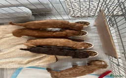 Cockapoo dogs for sale: 3 puppies left - ready now  - Image 4