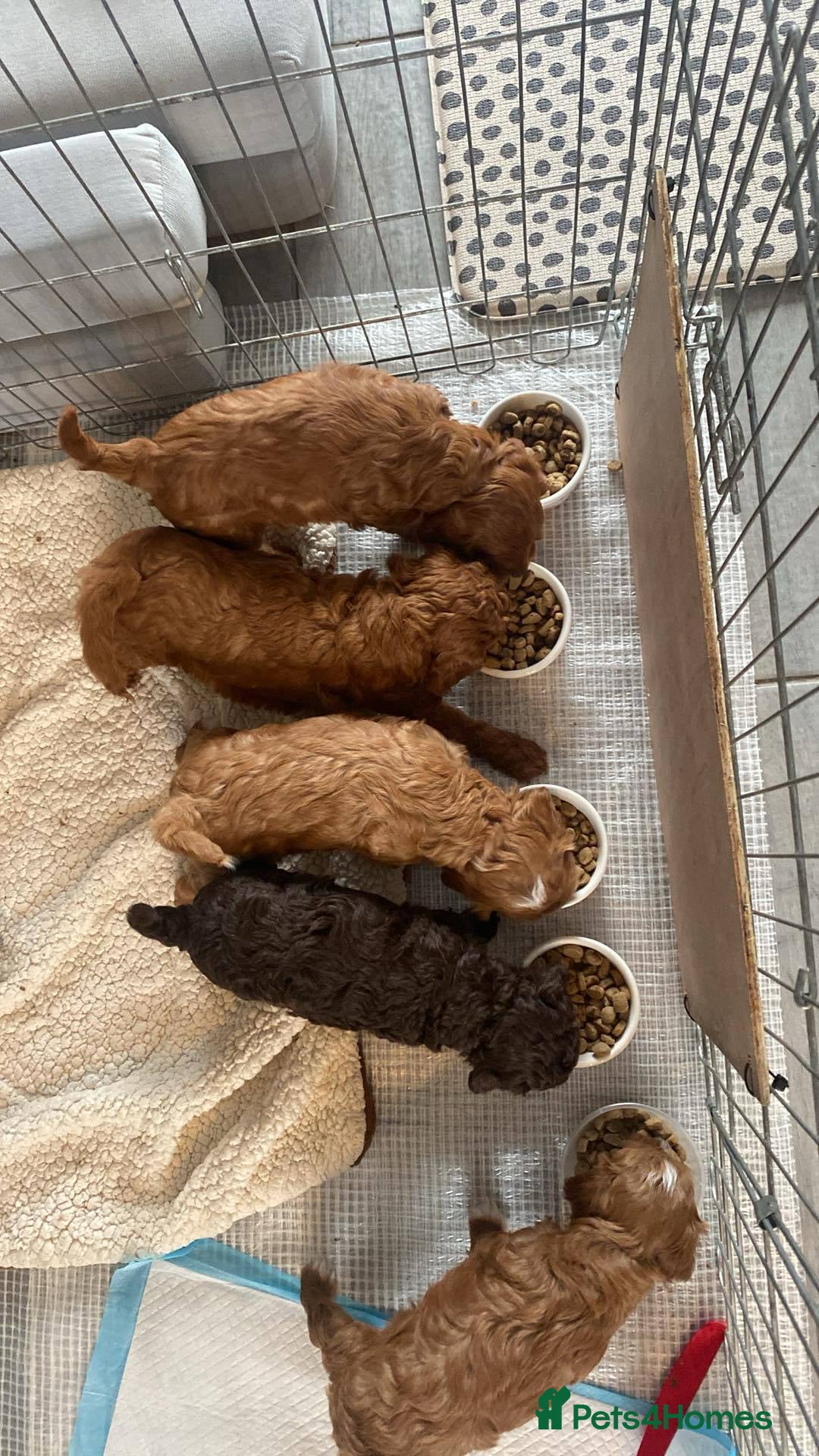 Cockapoo dogs for sale: 3 puppies left - ready now  - Image 4
