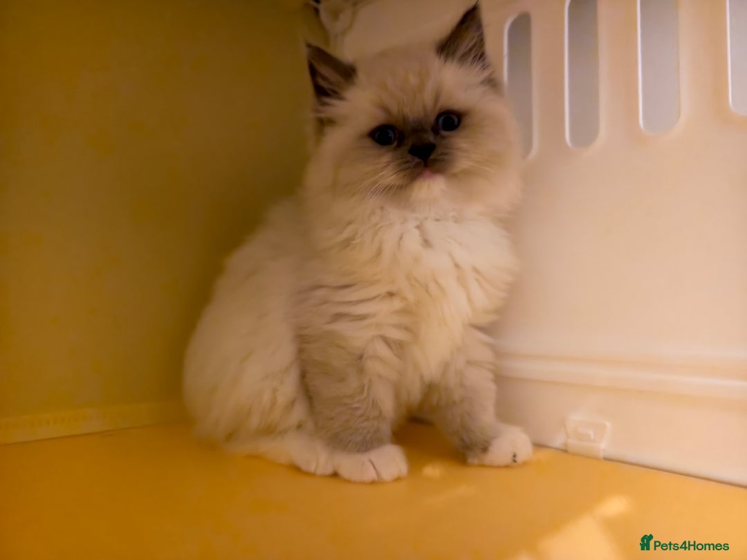 Ragdoll cats for sale: Beautiful Ragdoll Kittens Ready for Sale! - Advert 16
