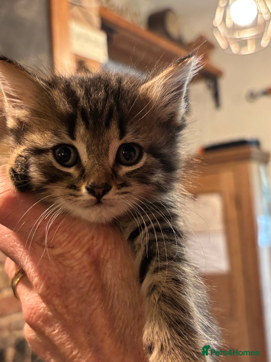 British Shorthair cats for sale: Friendly and beautiful kittens - ready now  - Image 20