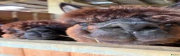 Alpaca livestock for sale: 5 beautiful quality BAS registered alpacas - Advert 6