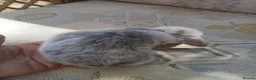 Netherland Dwarf rabbits for sale: Netherland dwarfs - Advert 14
