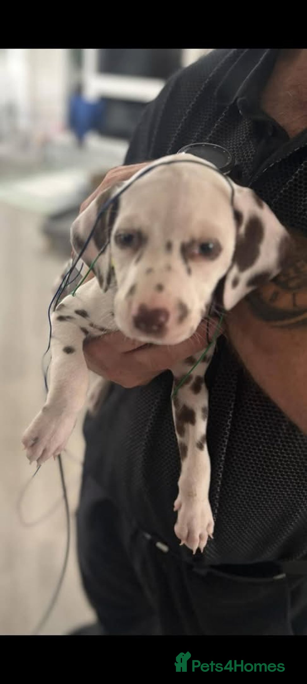 Dalmatian dogs for sale: Beautiful KC registered litter of dalmations  - Image 38