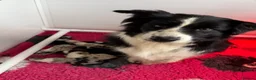 Border Collie dogs for sale: Health Tested parents, KC Reg, BAER tested pups - Advert 4