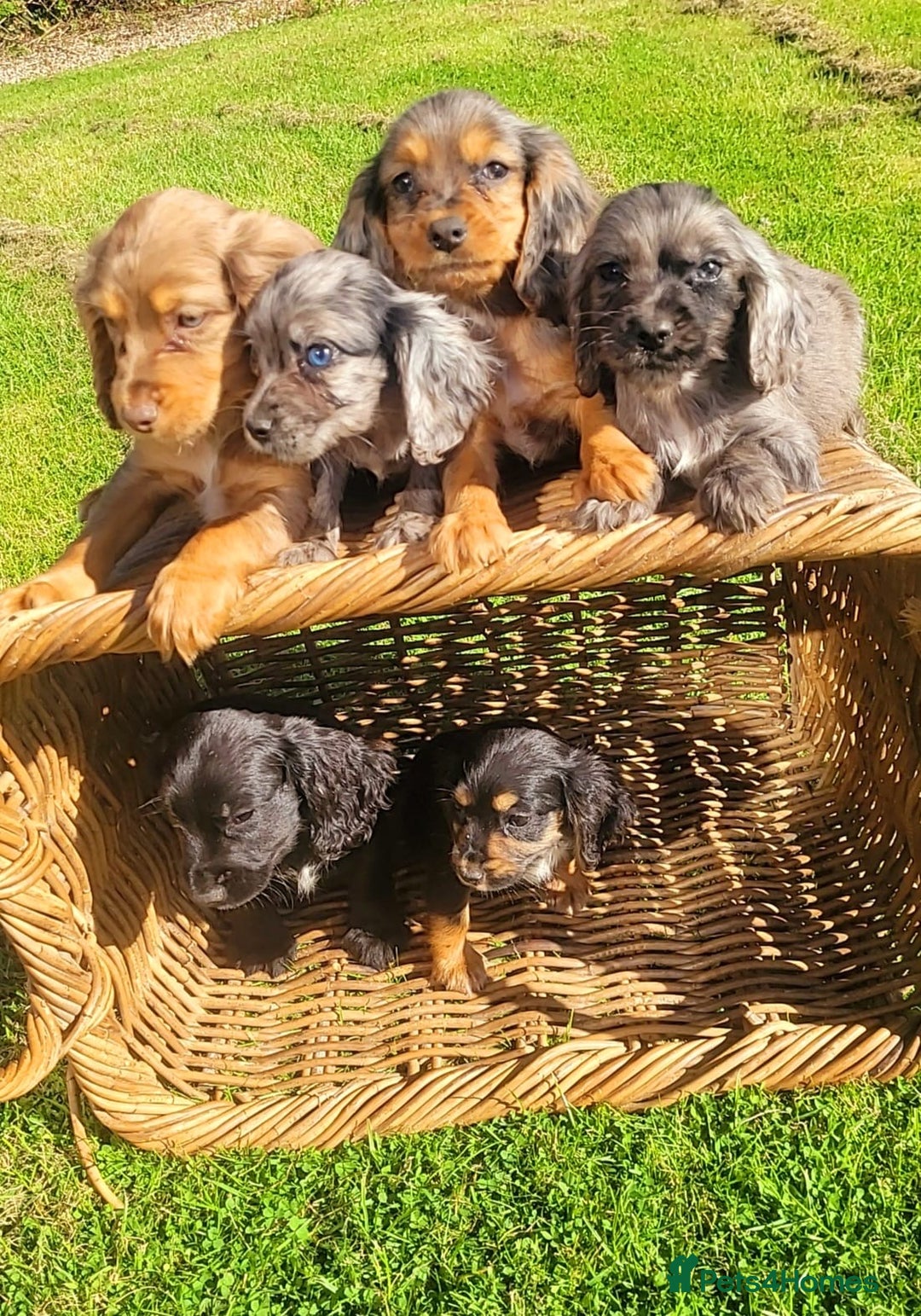 Cocker Spaniel dogs for sale: Stunning cocker spaniels puppies  - Image 1