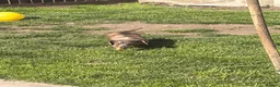 Miniature Dachshund dogs for sale: Miniature dachshund  - Advert 2