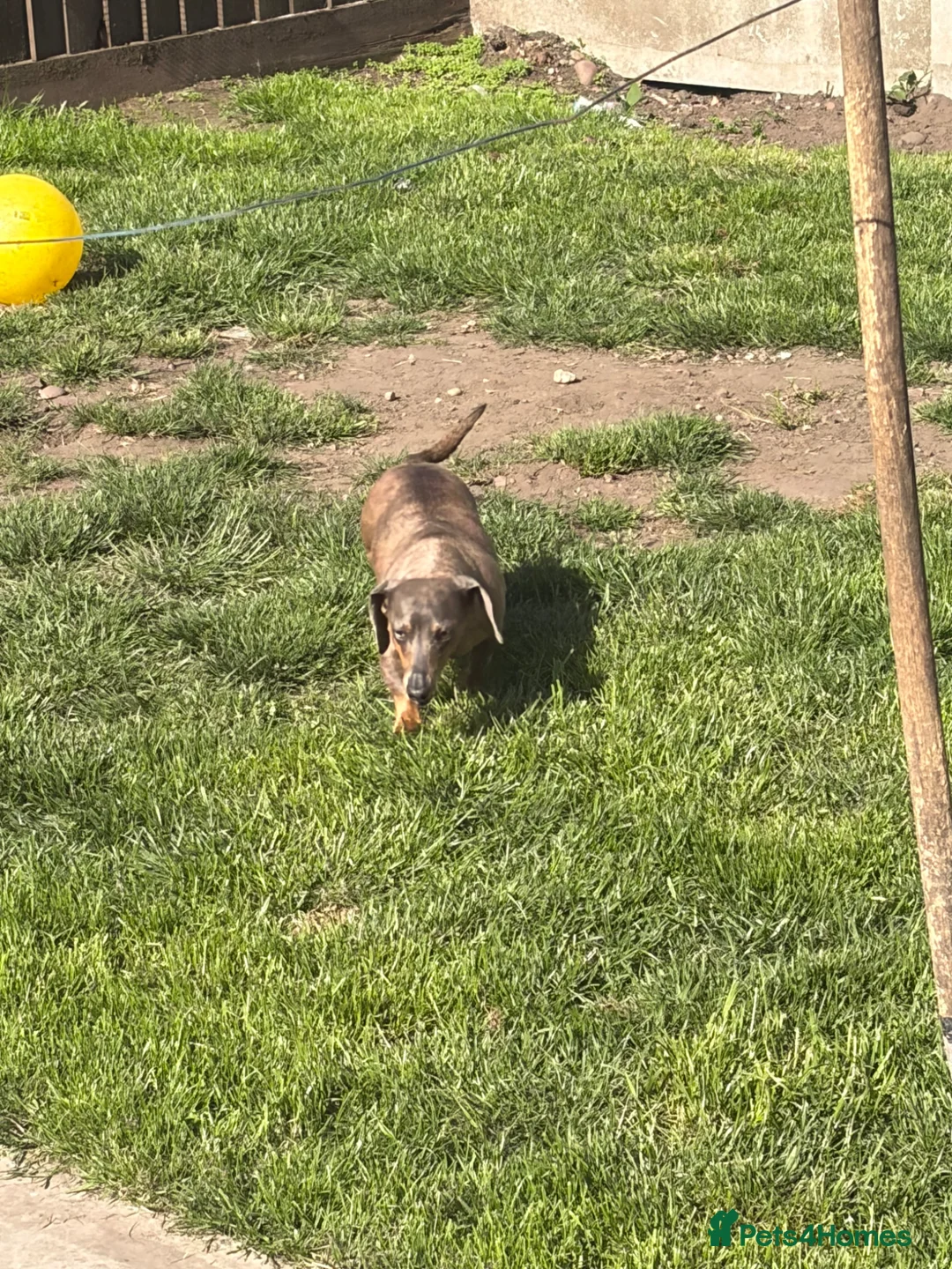 Miniature Dachshund dogs for sale: Miniature dachshund  - Advert 2