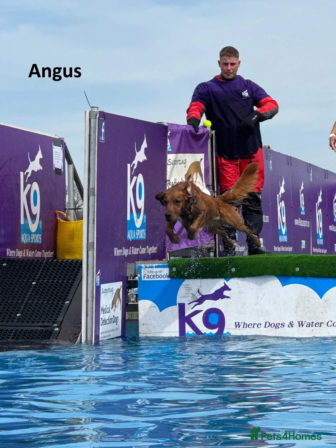 Golden Retriever dogs for sale: KC Working Line Golden Retriever Puppies - Advert 20