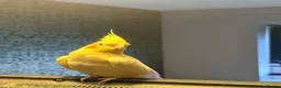 Cockatiels birds for sale: Male cockatiel  - Advert 2