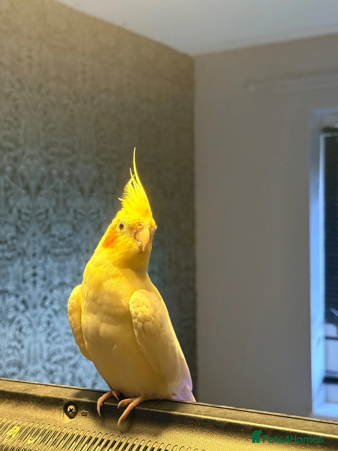 Cockatiels birds for sale: Male cockatiel  - Advert 2