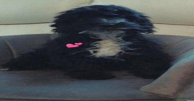 Cockapoo dogs - Advert 12