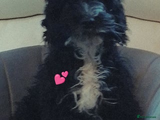 Cockapoo dogs F1 Cockapoo girls fully vaccinated - Advert 6