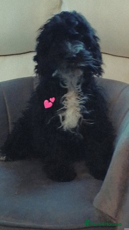 Cockapoo dogs - Advert 1