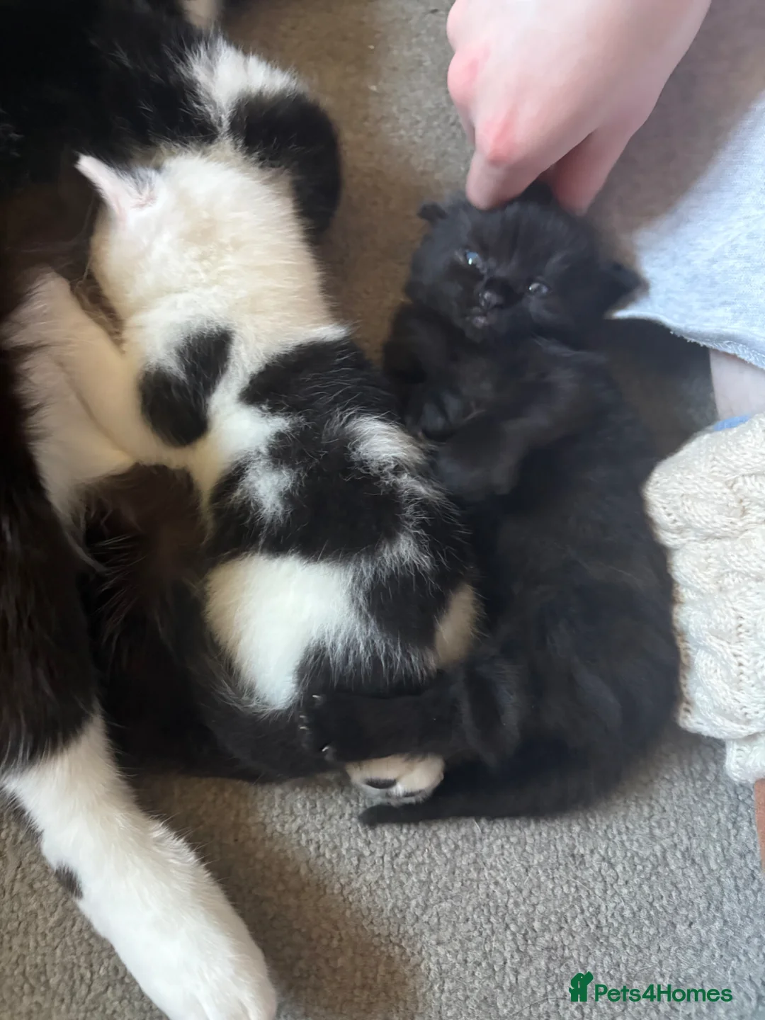 Domestic Shorthair cats for sale: Black kitten  in Dawlish - Advert 5