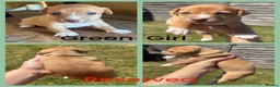 Jack Russell dogs for sale: Beautiful Tiny Full Jack Russell puppies  - Advert 8