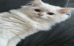 Persian cats for sale: White Female Chinchilla Persian - Image 3