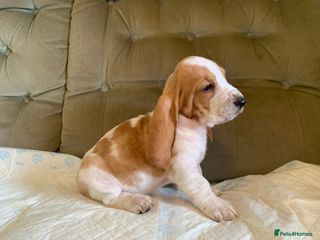 Basset Hound dogs for sale: Basset Hound Puppies - Image 2