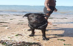 Mixed Breed dogs for sale: Shepador  - Image 3