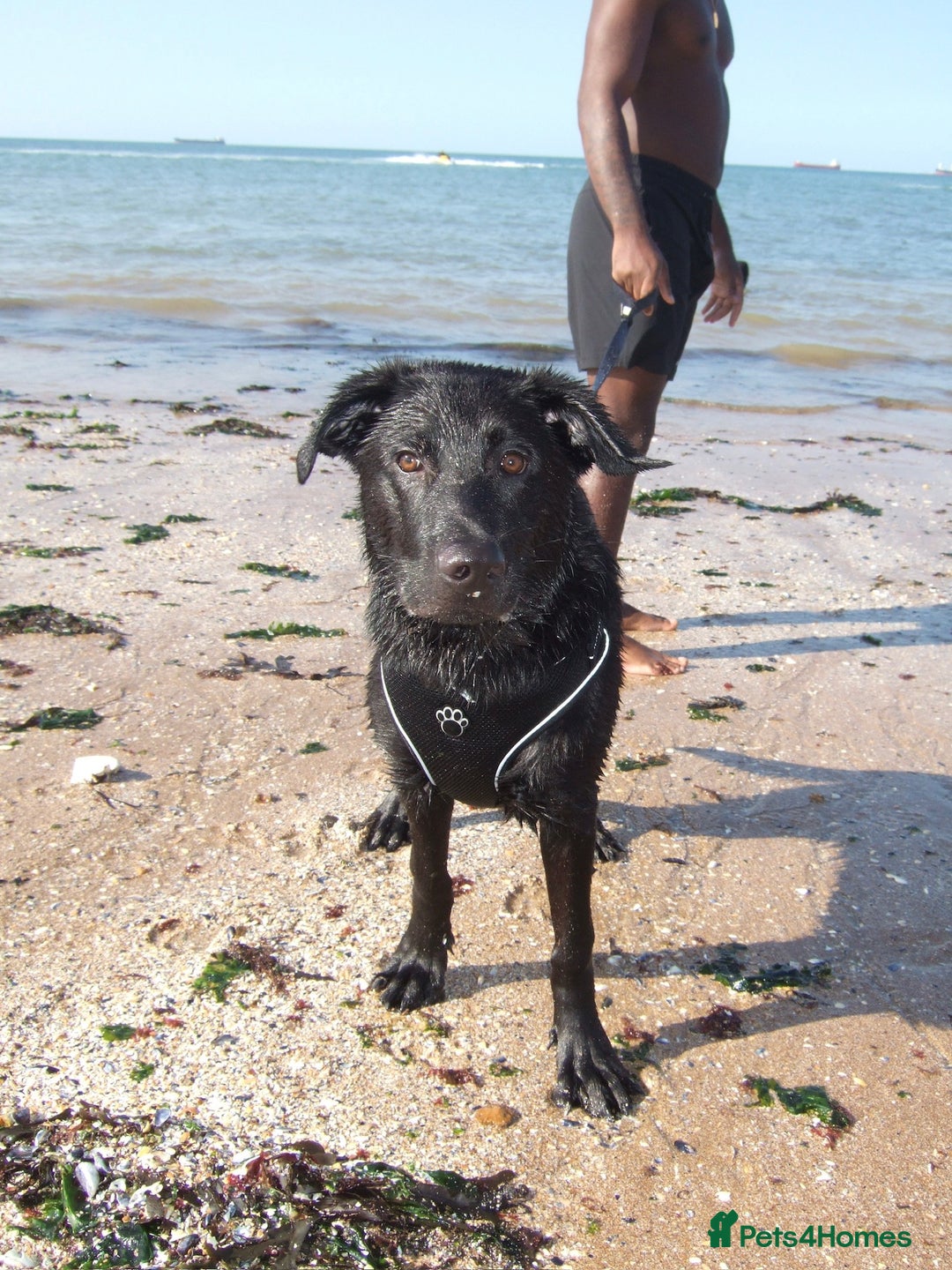 Mixed Breed dogs for sale: Shepador  - Image 3