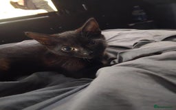 Mixed Breed cats for sale: 2 male cats for sale  - Image 4