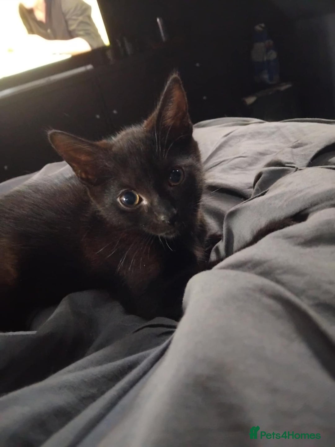 Mixed Breed cats for sale: 2 male cats for sale  - Image 4