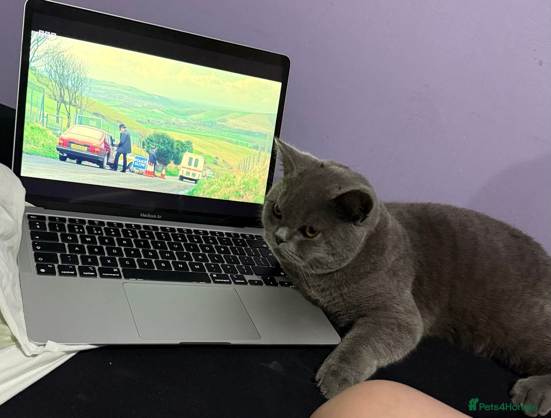 British Shorthair cats for sale: Bruce  - Advert 6