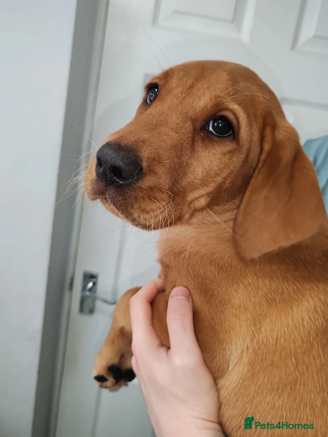 Labrador Retriever dogs for sale: FOX RED LABRADOR RETRIEVER PUPPYS READY NOW  - Advert 2
