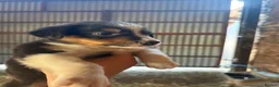 Border Collie dogs for sale: Border collie puppies - Advert 9
