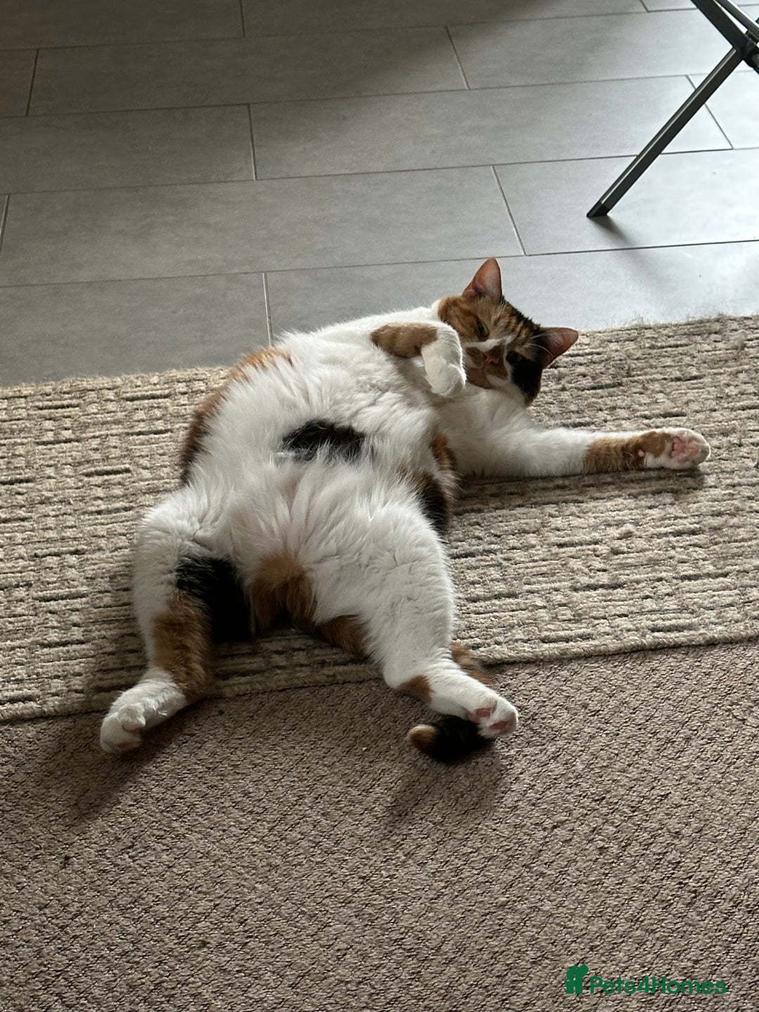 Domestic Shorthair cats for sale: Female cat for rehome  - Advert 7