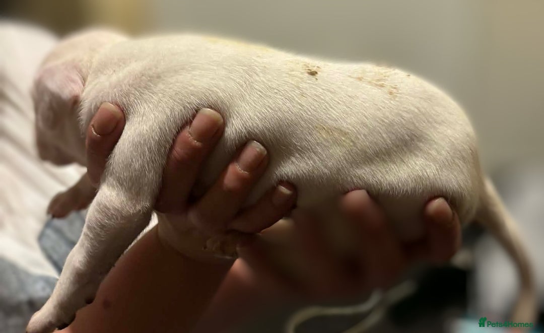 Mixed Breed dogs for sale: Bull cross staffy pups  - Advert 19