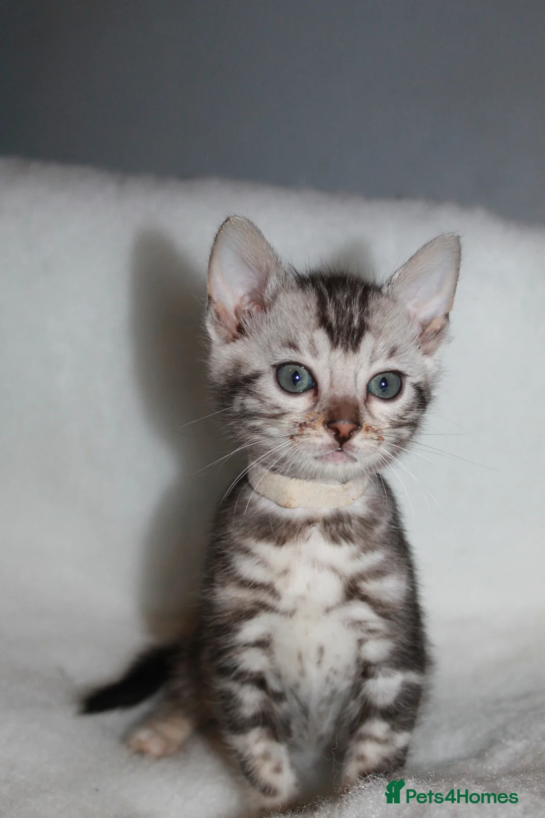 Bengal cats for sale: BEAUTIFUL BENGAL KITTENS FOR SALE- READY 03/04/26 - Advert 17