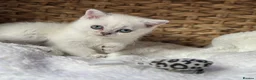Scottish Fold cats for sale: British short hairs (Scottish straight) ready  - Advert 18