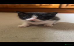 Ragdoll cats for sale: Ragdoll mix kittens - Image 6