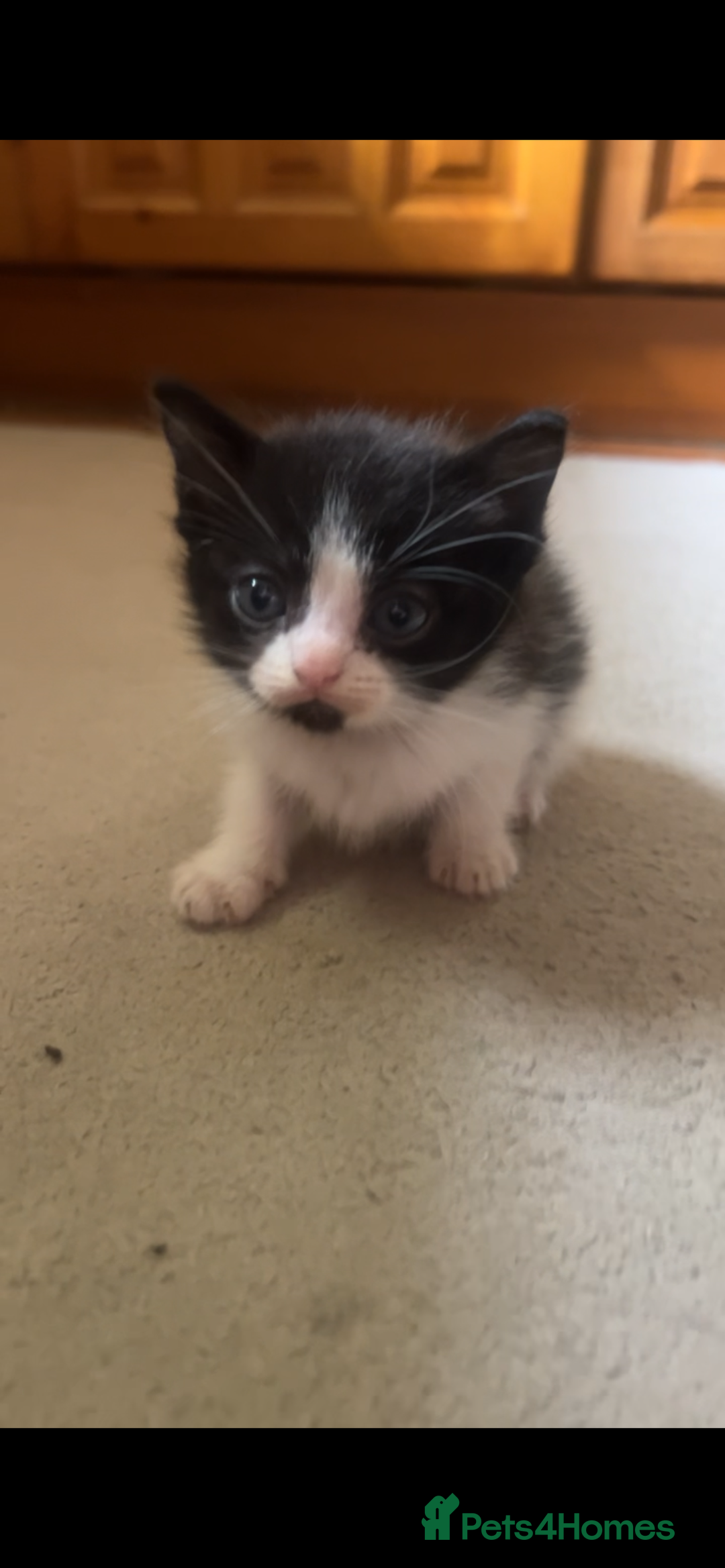 Ragdoll cats for sale: Ragdoll mix kittens - Image 6