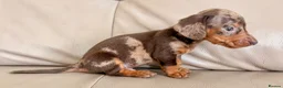 Miniature Dachshund dogs for sale: Cutie Beauty Miniature Dachshund Puppies in Nottingham - Advert 24