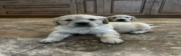 Golden Retriever dogs for sale: One girl remaining - Advert 26