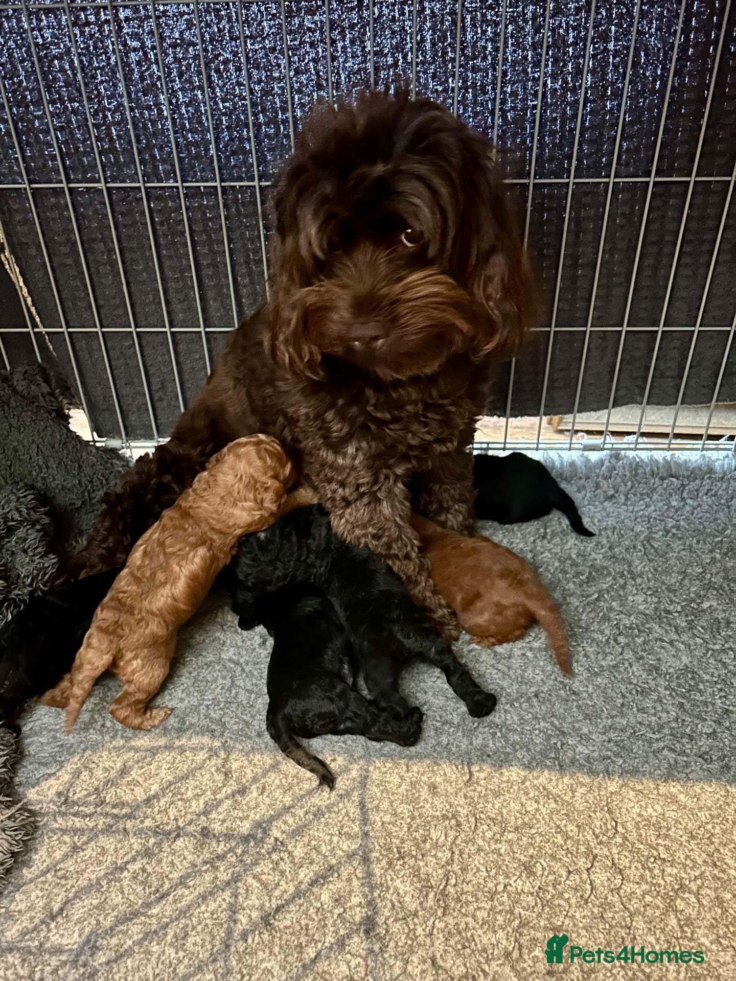 Cockapoo dogs Stunning glossy black cockapoo boys - Advert 5