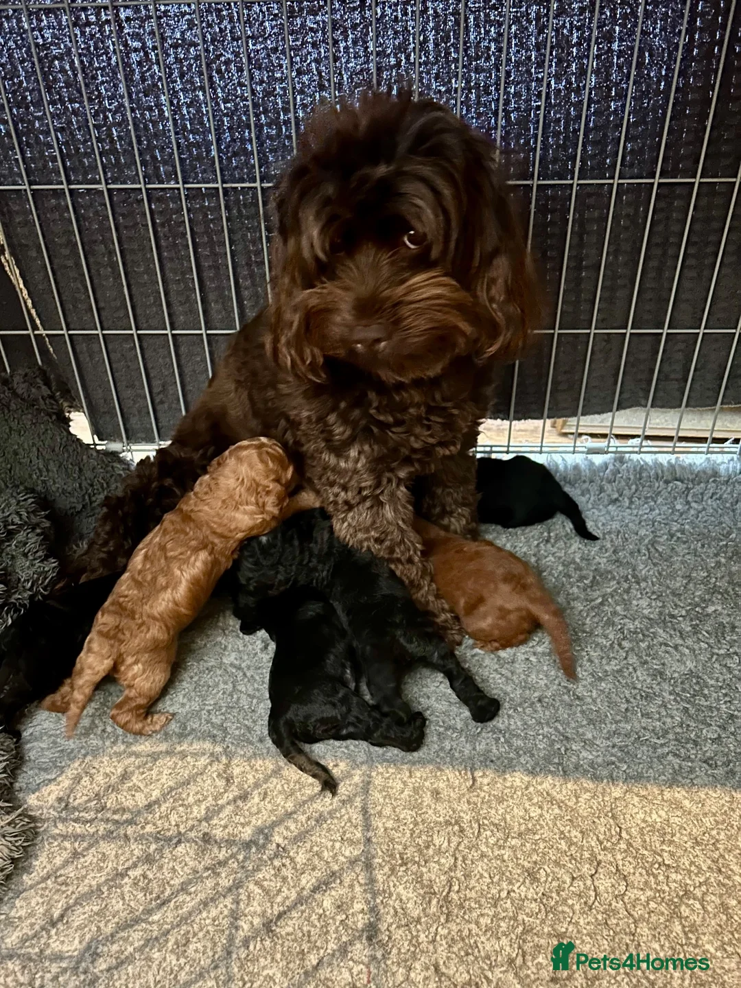 Cockapoo dogs for sale: Stunning glossy black cockapoo boys - Advert 1