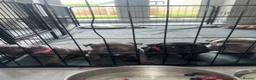 Staffordshire Bull Terrier dogs for sale: KC REG STAFFORDSHIRE BULLTERRIER in Walsall - Advert 9