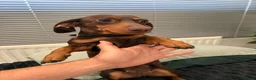 Miniature Dachshund dogs for sale: Chocolate and Tan miniature dauchund female - Advert 1