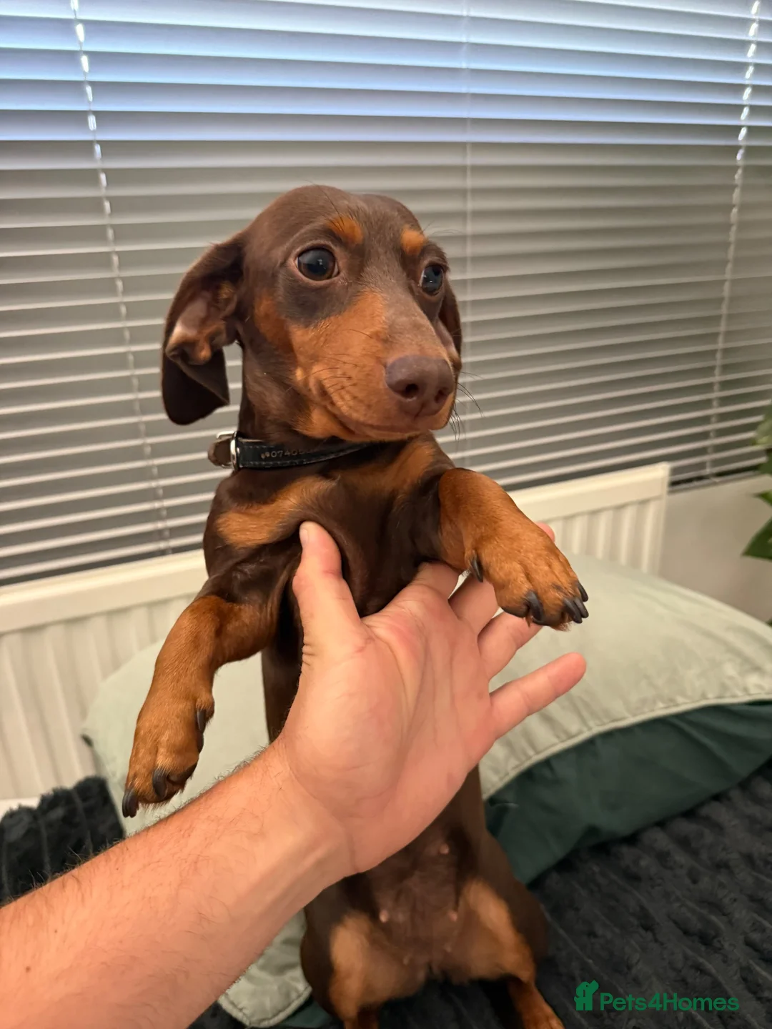 Miniature Dachshund dogs for sale: Chocolate and Tan miniature dauchund female - Advert 1