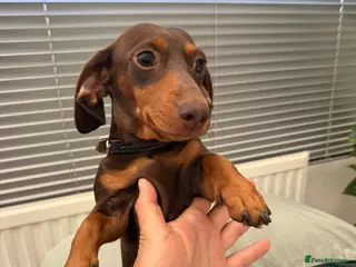 Miniature Dachshund dogs Chocolate and Tan miniature dauchund female - Advert 1