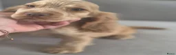 Cocker Spaniel dogs for sale: Show Kc Spaniel boys ready for there forever home - Advert 7