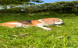 Beagle dogs for sale: 10 year old beagle up for adoption.  - Image 3