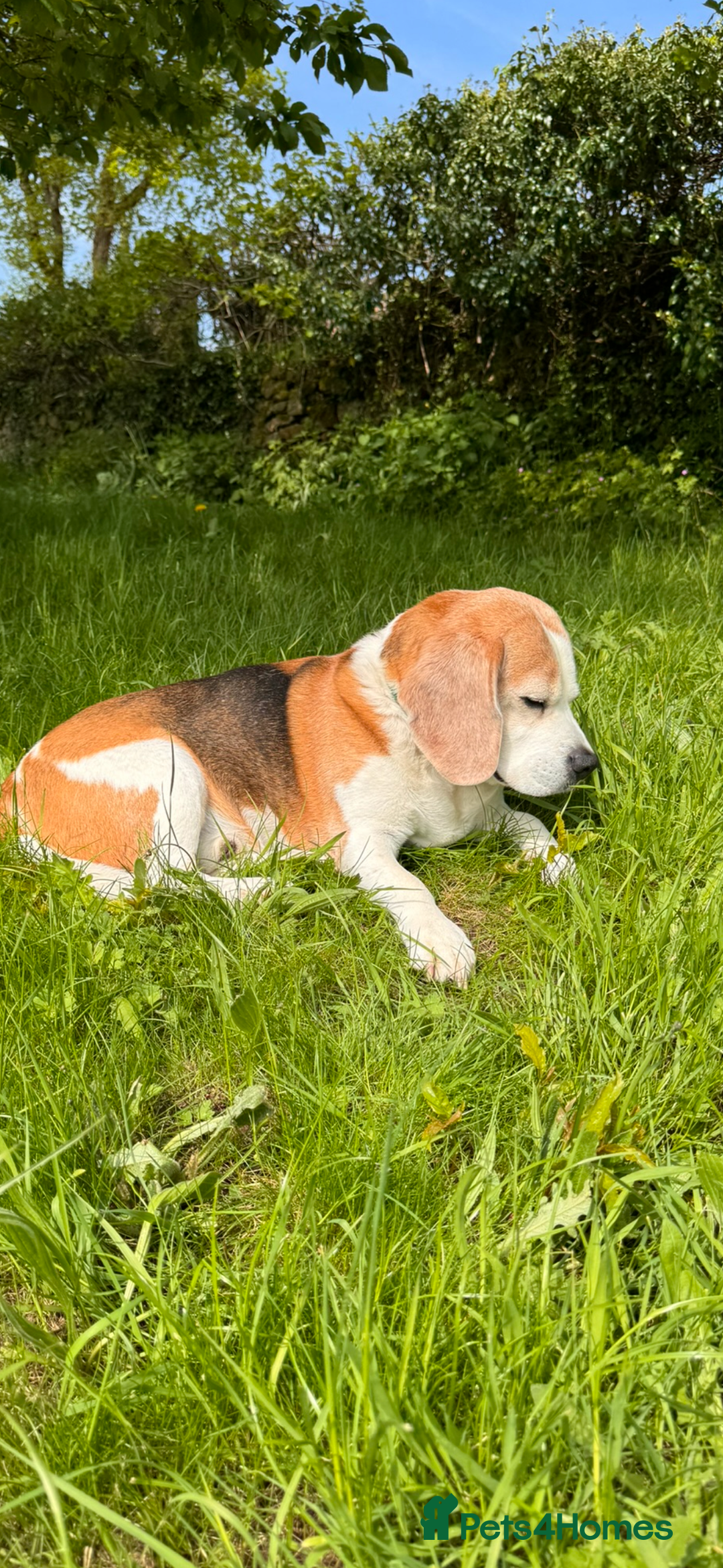 Beagle dogs for sale: 10 year old beagle up for adoption.  - Image 3
