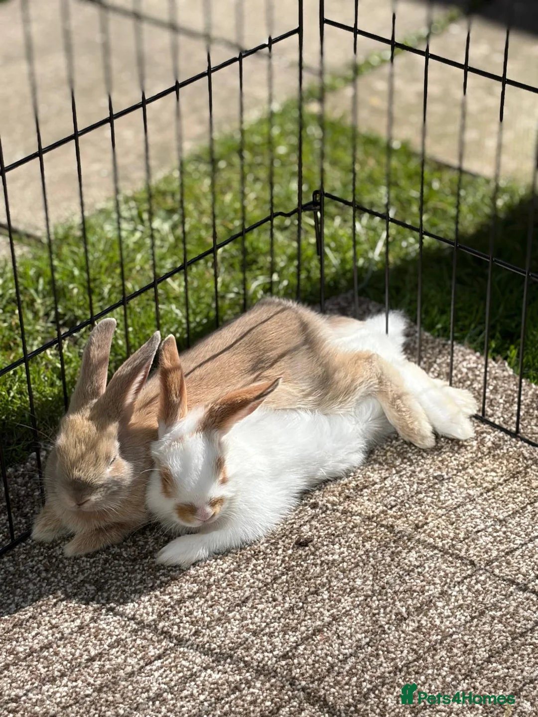 Mixed Breed rabbits for sale: Two rabbits for sale male / female  in Durham - Advert 10