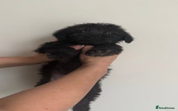 Mixed Breed dogs for sale: 6 fluffy frenchie cross puppies - Image 27