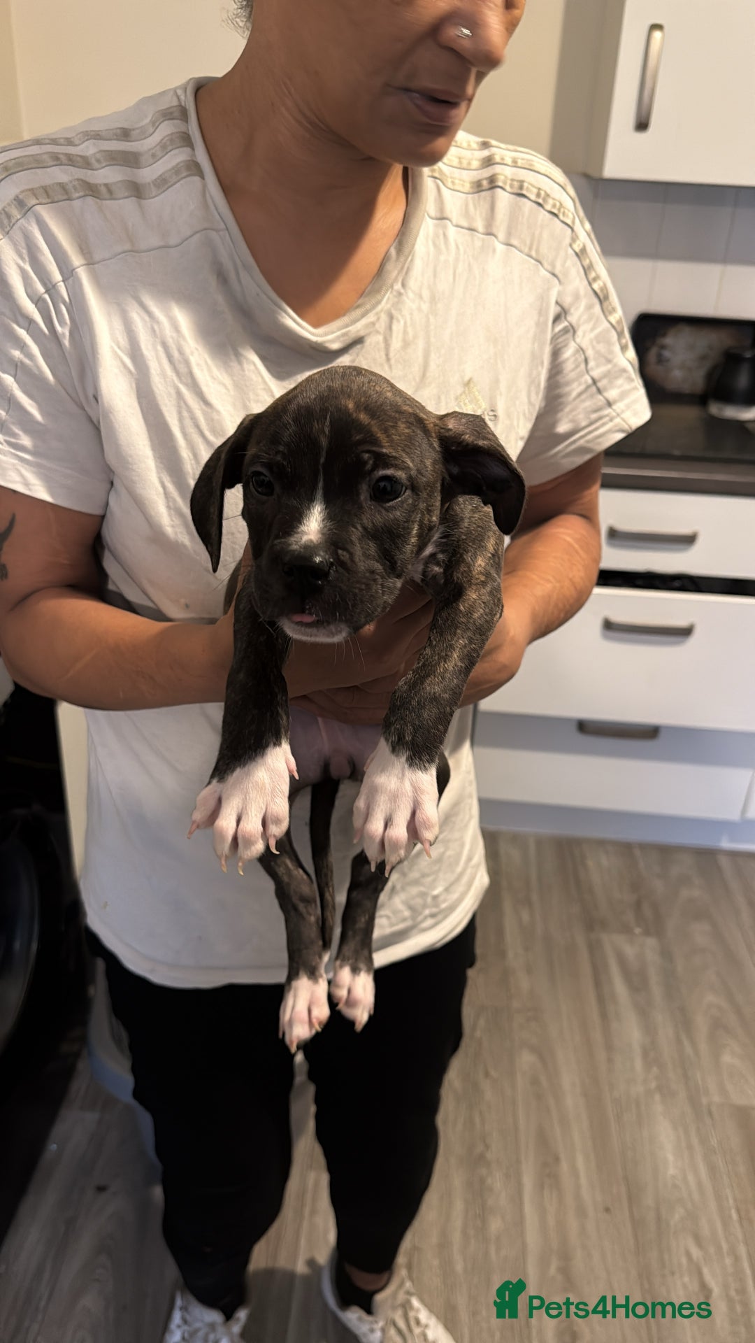 Mixed Breed dogs for sale: American bulldog mixed - Image 2