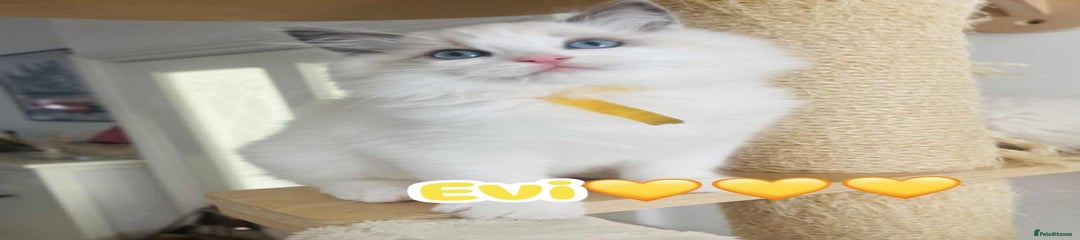 Evi 💛💛